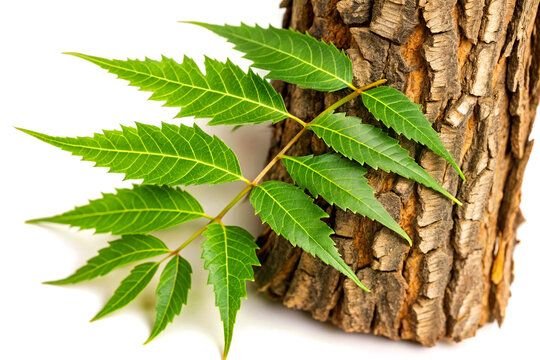 Neem